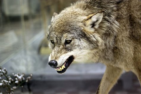Wolves: Separating Myths from Truth