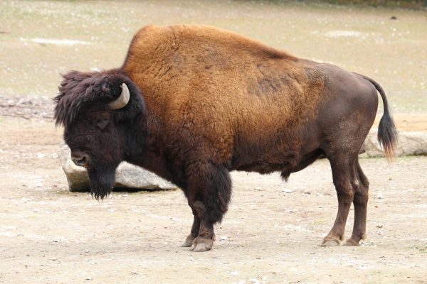 Wood Bison: An Endangered Species